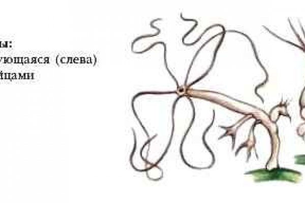Kraken ссылка kraken link24 info